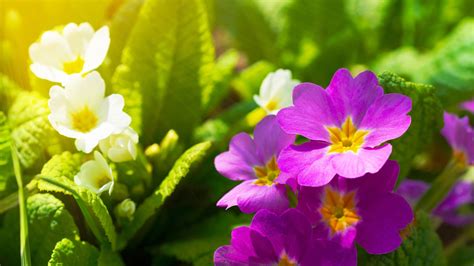 primrowe|How to Grow and Care for Primrose Flowers .